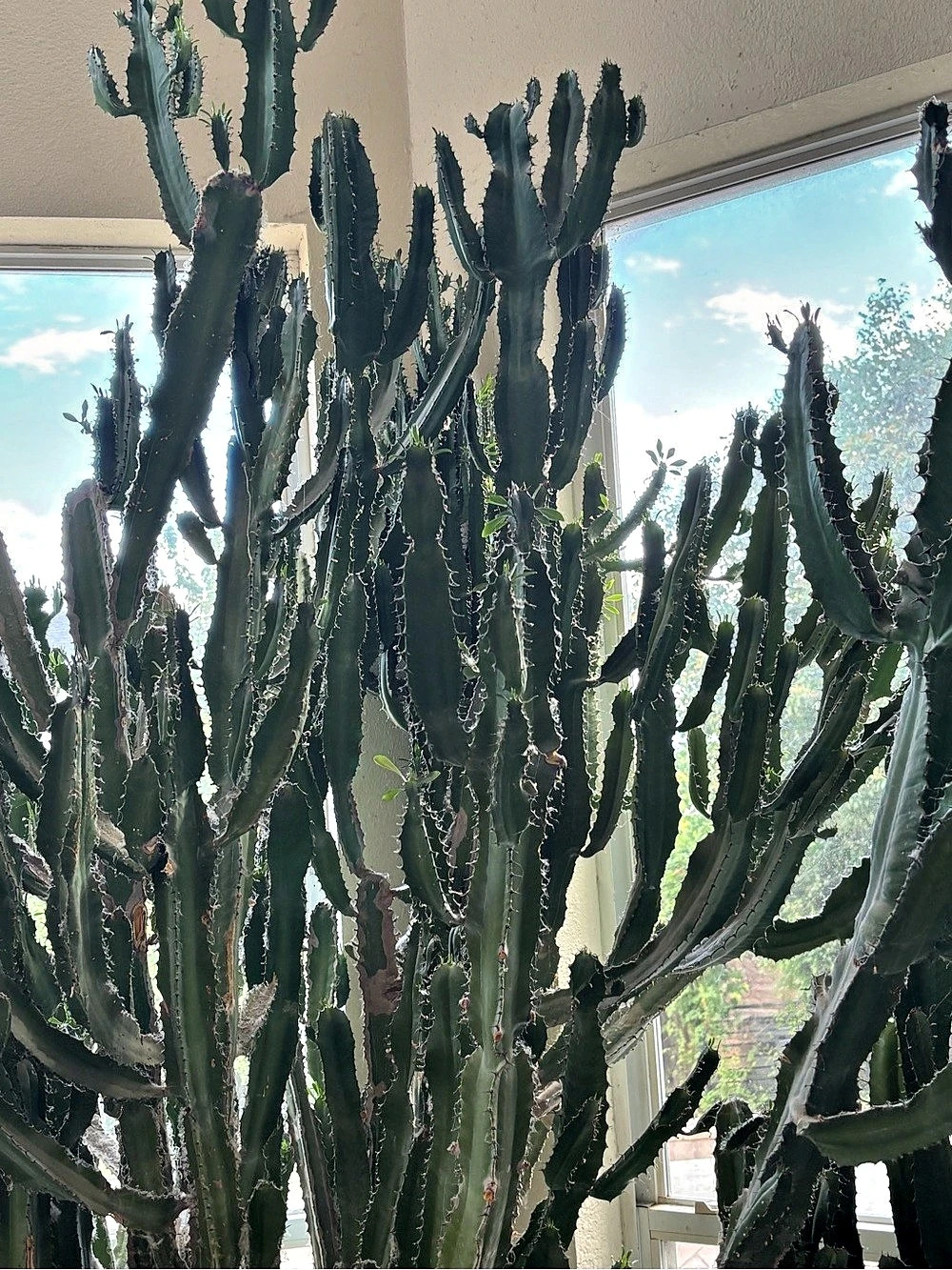Euphorbia Trigona Cuttings 4-12" Candelabra Cactus African Milk Tree Cuttings
